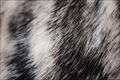 Horse hair 2