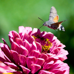 Macroglossum stellatarum