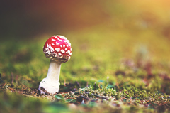 amanita