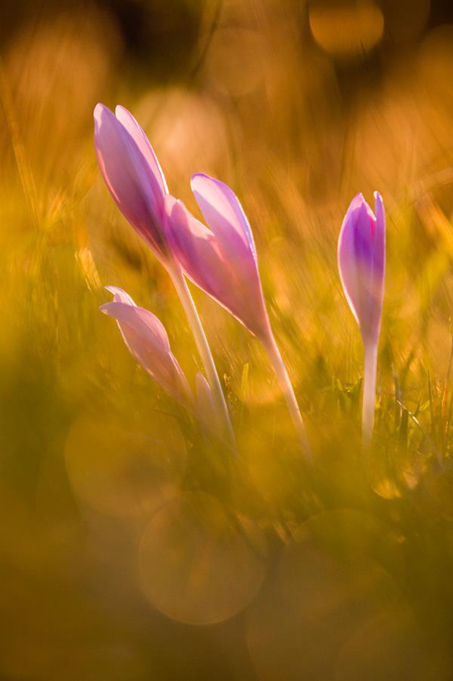 Colchicum autumnale