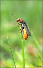 escarabajo