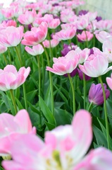 Tulipany
