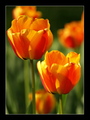 Tulipány