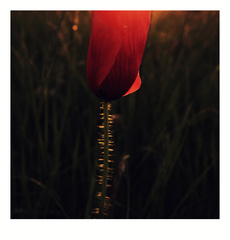 in the sun II