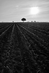 jarné prebúdzania...