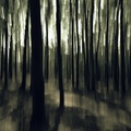 inpresionizmus v lese...