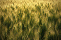 fields of gold...