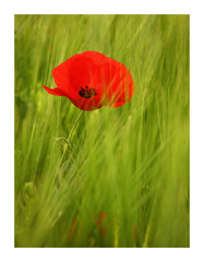 when the summer comes...