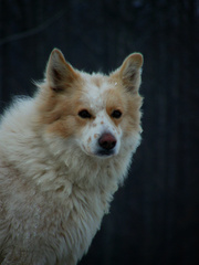 dog portrait