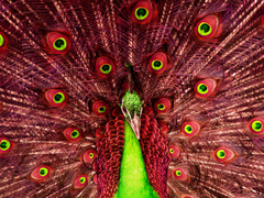 Pán páv to trochu inak