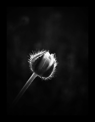 in the light