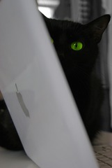 iCat