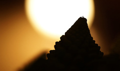 Kuchynská pyramída