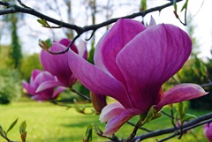 Magnólia