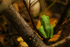 Sedím si na konári ..