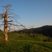 Suchý strom nad Osturňou