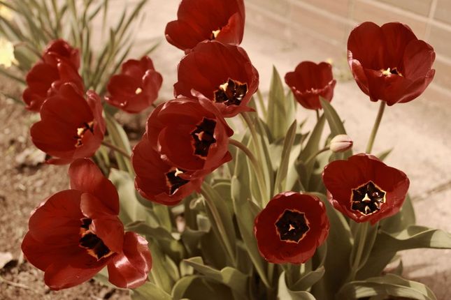 tulipány