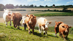 cows 2