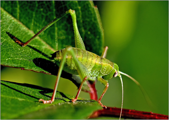 Grasshopper