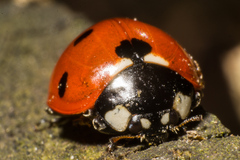 Ladybird 3