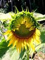 girasol
