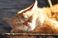 Siesta
