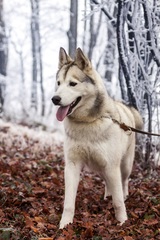 Yuki