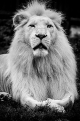 Lev kral zvierat