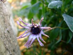 flower..