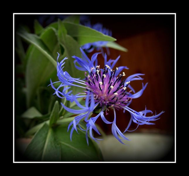 modry kvet