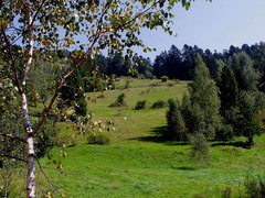 cestou na Smrekovicu