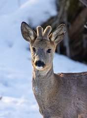 Capreolus capreolus