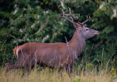 Cervus elaphus