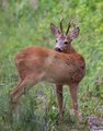 Capreolus capreolus
