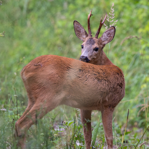 Capreolus capreolus