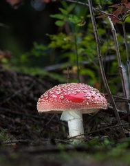 Amanita muscaria