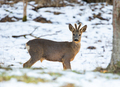 Capreolus capreolus