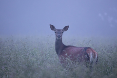 Cervus elaphus