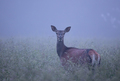 Cervus elaphus
