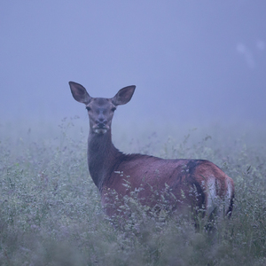 Cervus elaphus