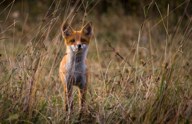 Vulpes vulpes