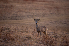 Capreolus capreolus