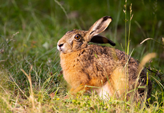Lepus europaeus