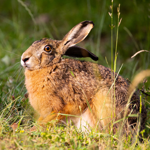 Lepus europaeus