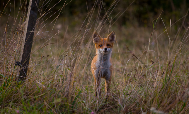 Vulpes vulpes