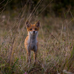 Vulpes vulpes