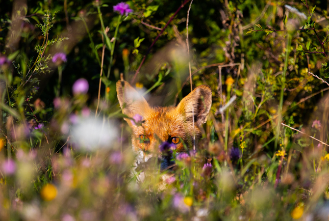 Vulpes vulpes