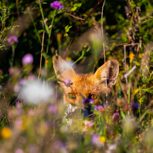 Vulpes vulpes