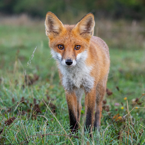 Vulpes vulpes