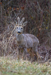 Capreolus capreolus